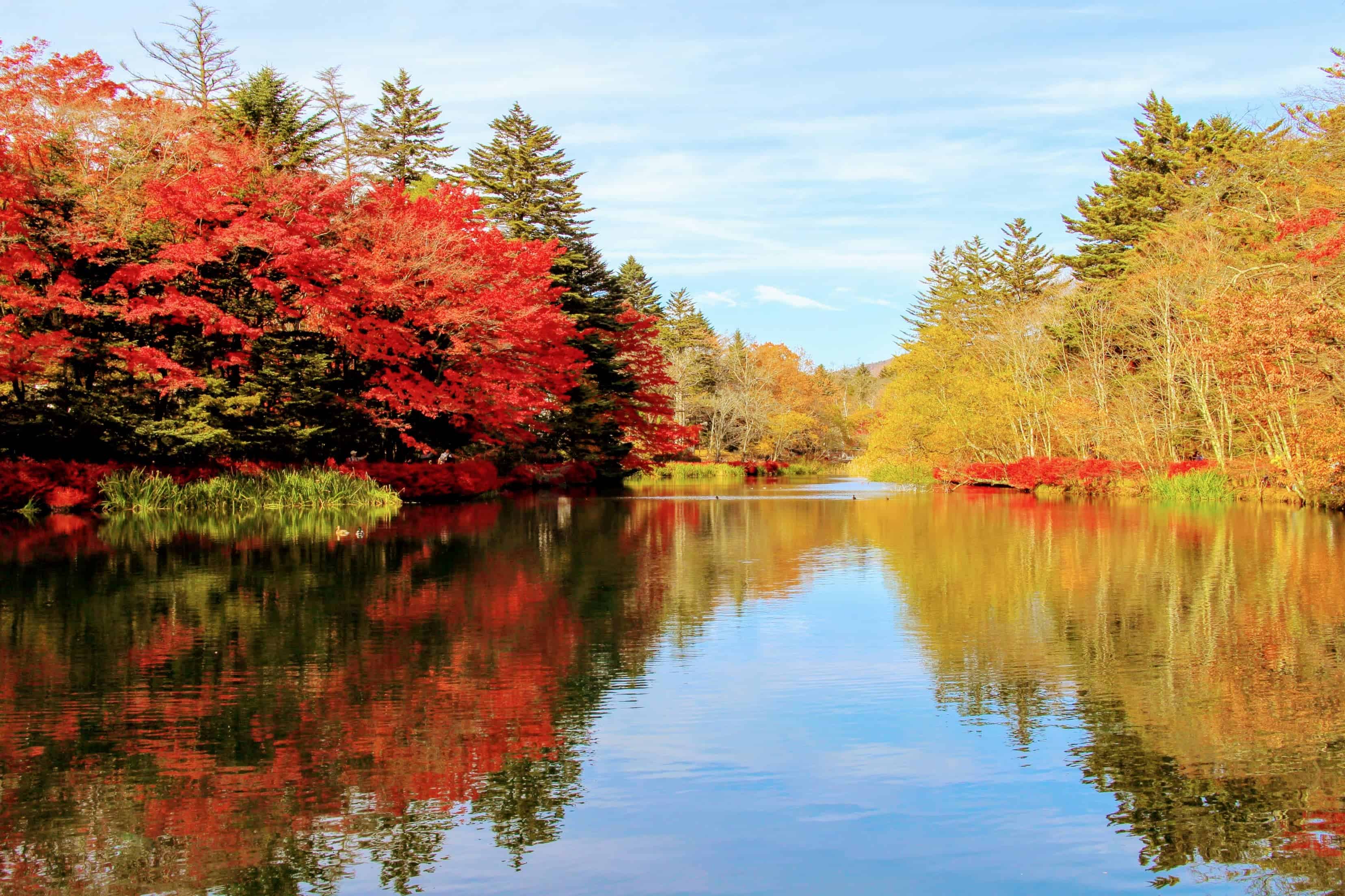 บรรยากาศของใบไม้แดงเหนือสระคุโมบะ