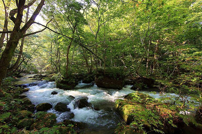 ลำธารโอริราเสะ (Oirase  Stream) จังหวัดอาโอโมริ