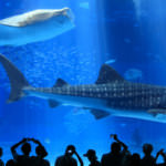 Churaumi Aquarium จุดหมายสำคัญในโอกินาว่า