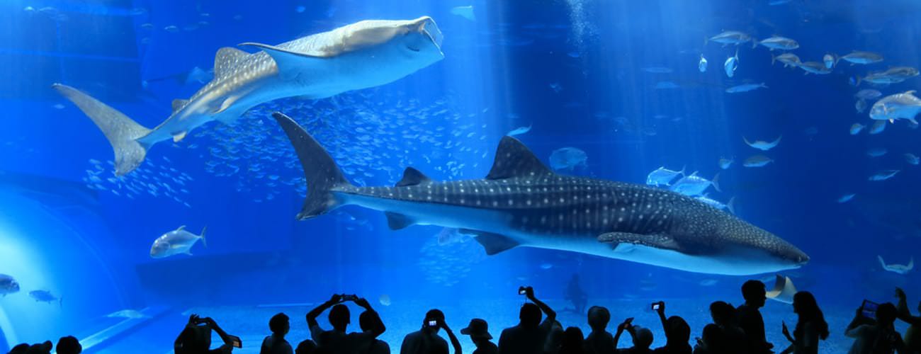Churaumi Aquarium จุดหมายสำคัญในโอกินาว่า