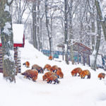 zao-fox-village-2