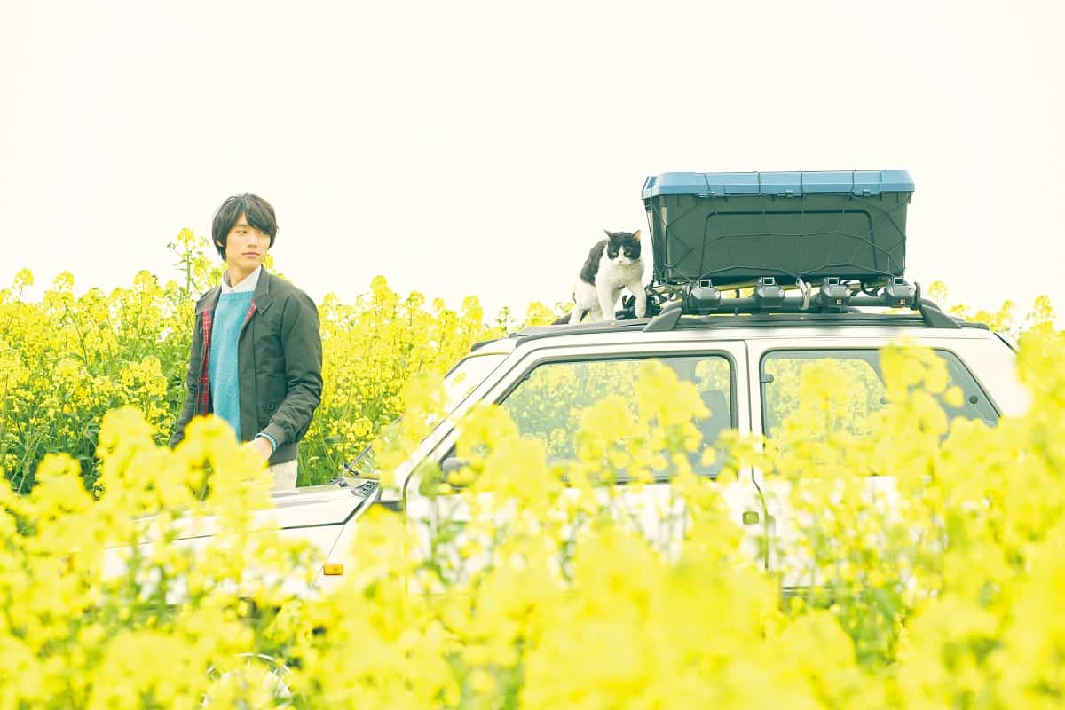 ผม แมว และการเดินทางของเรา : ทุ่งดอกนาโนะฮานะ จังหวัดนากาโน่