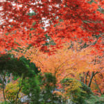 เมืองวากายามะ (Wakayama)