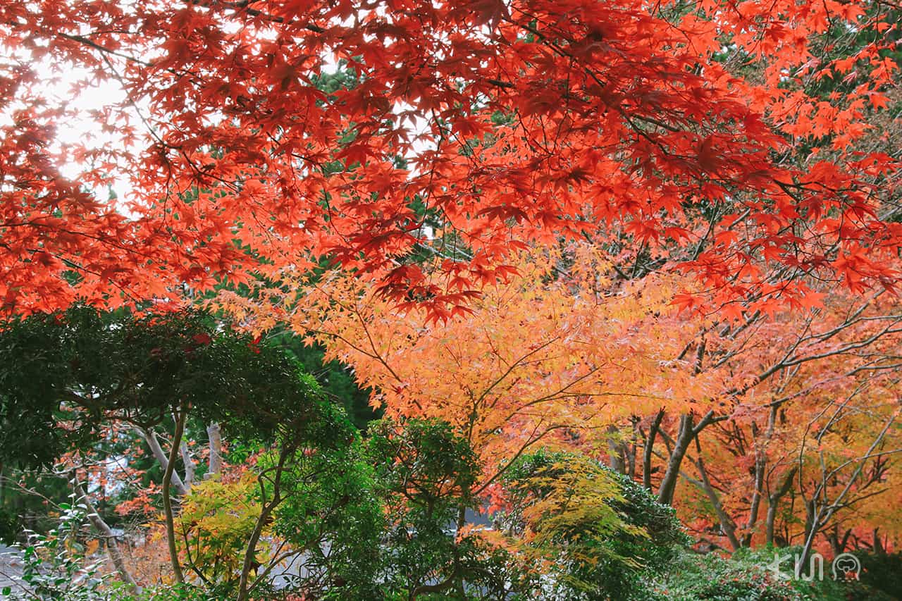 เมืองวากายามะ (Wakayama)