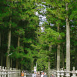 ต้นสนที่เมืองวากายามะสูงร่วมตึก 10 ชั้นได้