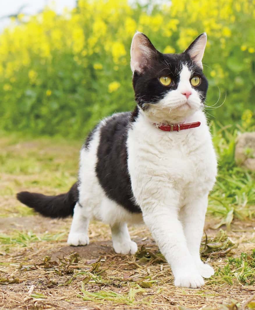 ผม แมว และการเดินทางของเรา : ทุ่งดอกนาโนะฮานะ จังหวัดนากาโน่ (Nanohana)