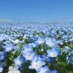 สวนฮิตาจิ ซีไซด์ ปาร์ค (Hitachi Seaside Park)