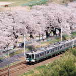 ฮิโตะเมะเซ็มบงซากุระ (Hitome Senbonzakura)