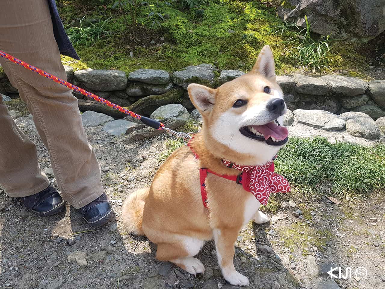 สุนัขญี่ปุ่น พันธุ์ชิบะและพันธุ์อาคิตะ