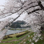 หมู่บ้านซามูไรคาคุโนดาเตะ (Kakunodate Samurai Residences)