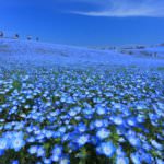 สวนฮิตาจิ ซีไซด์ ปาร์ค (Hitachi Seaside Park)