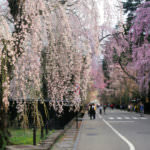 หมู่บ้านซามูไรคาคุโนดาเตะ (Kakunodate Samurai Residences)