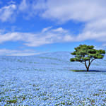 สวนฮิตาจิ ซีไซด์ ปาร์ค (Hitachi Seaside Park)