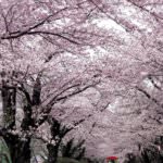 สวนคิตะคามิ เท็นโชจิ (Kitakami Tenshochi Park)