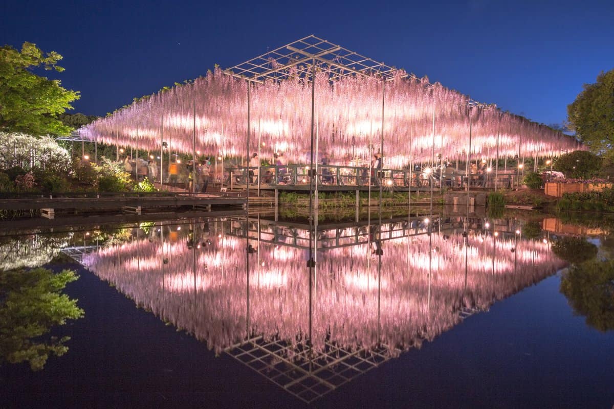 สวนดอกไม้อาชิคากะ (Ashikaga Flower Park)