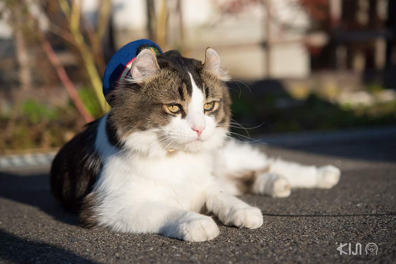 Cat in Ashinomaki-Onsen Station a Aizu-Wakamatsu