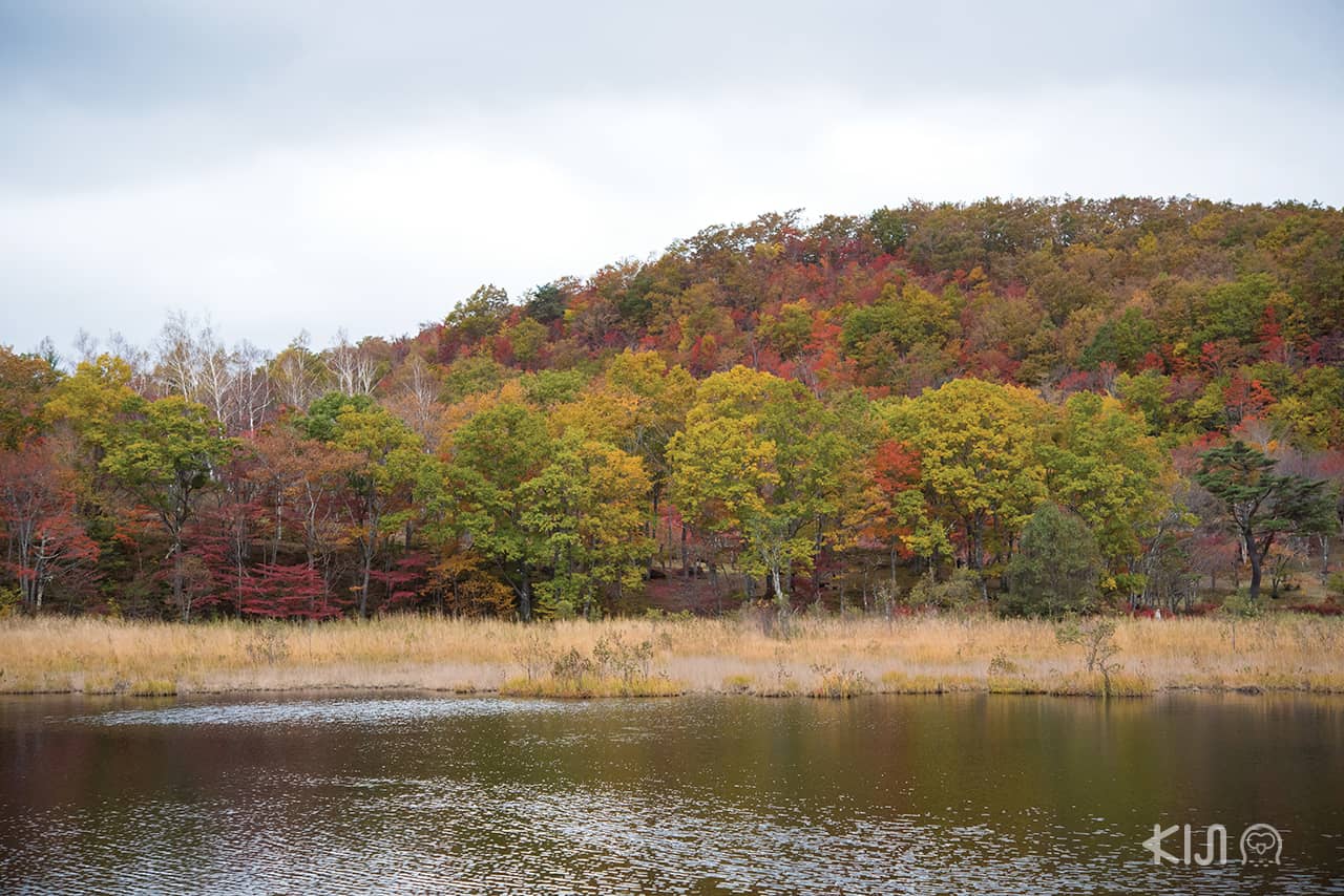รอบๆอุทยาน Kannon Numa Forest Park ไอสึวากามัตสึ (Aizu-Wakamatsu)