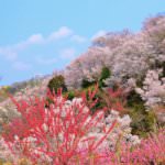 สวนฮานามิยามะ (Hanamiyama Park)