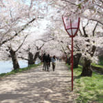 สวนปราสาทฮิโรซากิ (Hirosaki Castle Park)