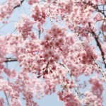 สวนปราสาทฮิโรซากิ (Hirosaki Castle Park)