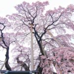 ซากุระน้ำตกมิฮารุ (Miharu Takizakura)