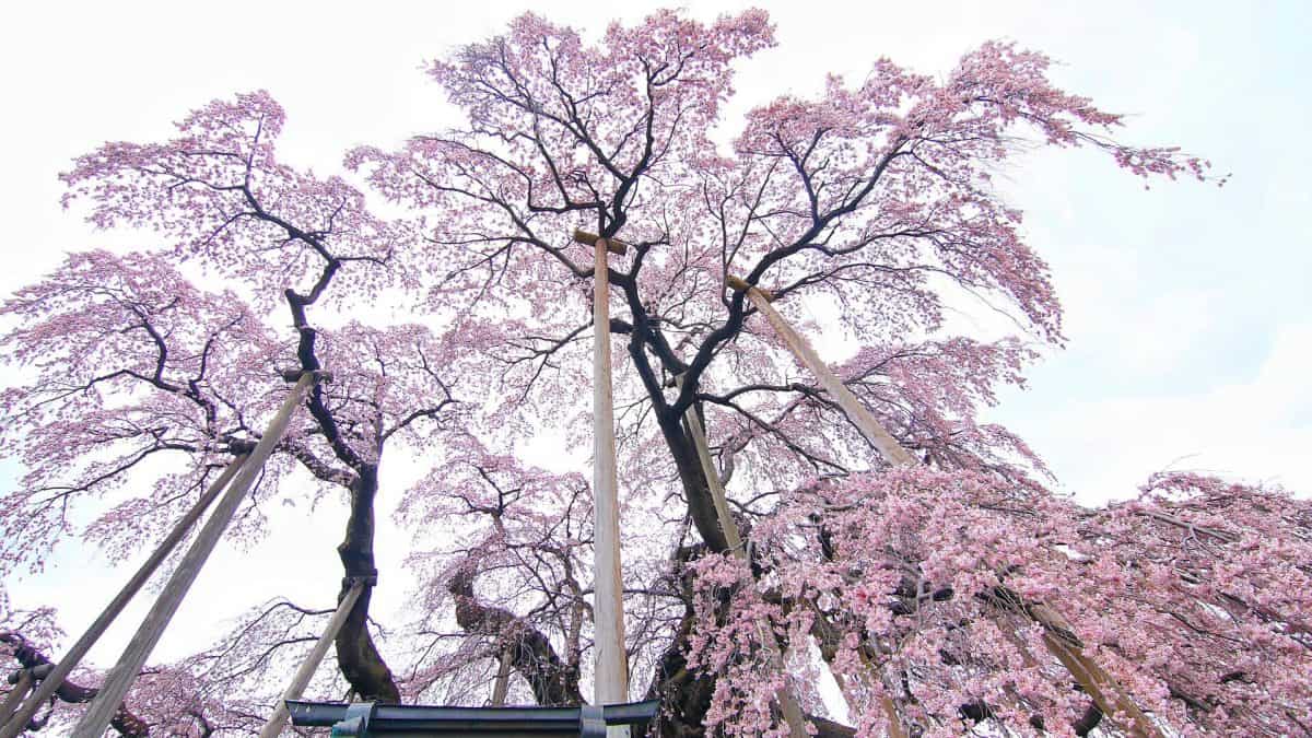 ซากุระน้ำตกมิฮารุ (Miharu Takizakura)