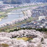 Sakura_2015_04_10_xryybh