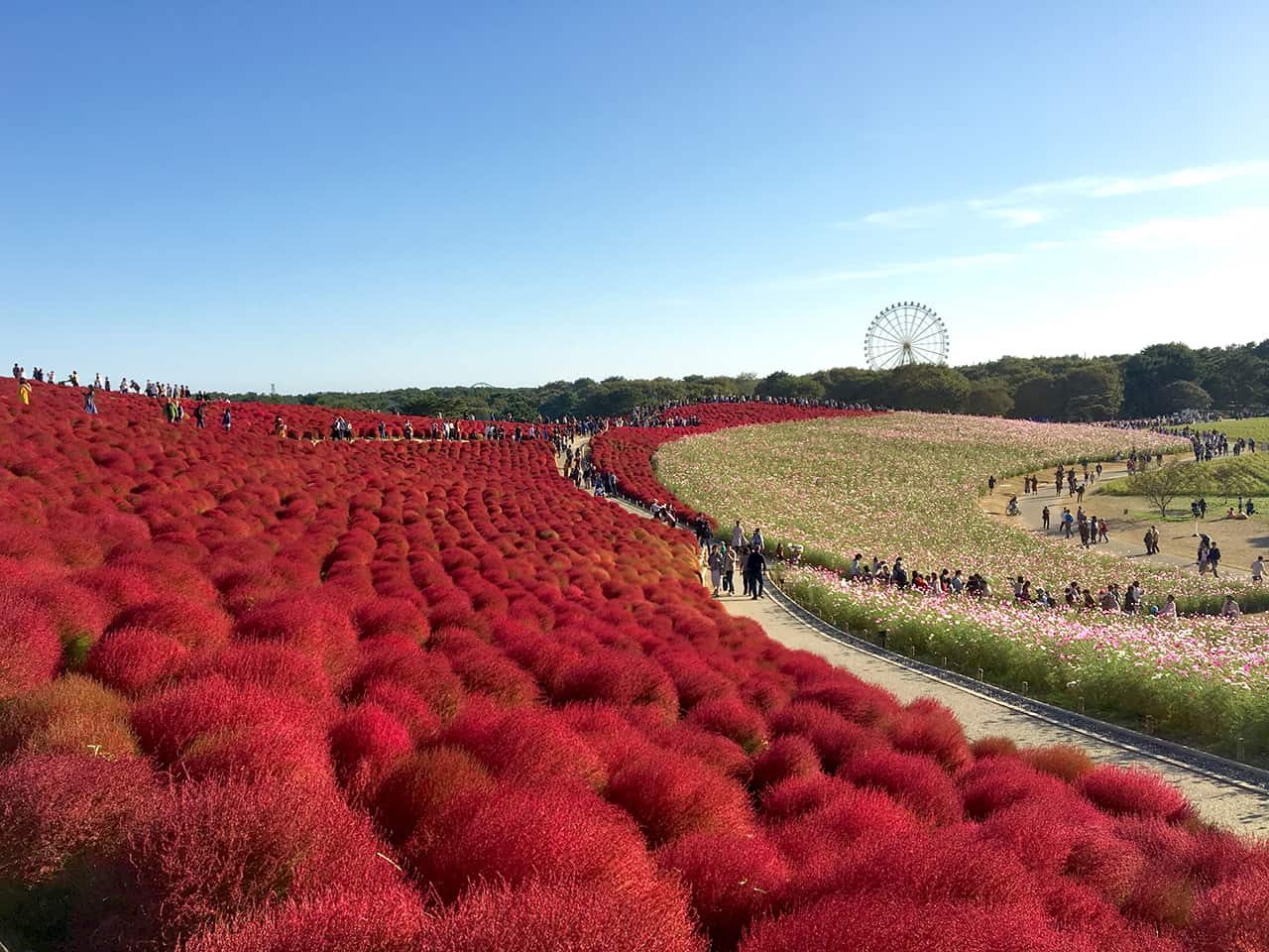 Hitachi Seaside Park