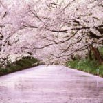 สวนปราสาทฮิโรซากิ (Hirosaki Castle Park)