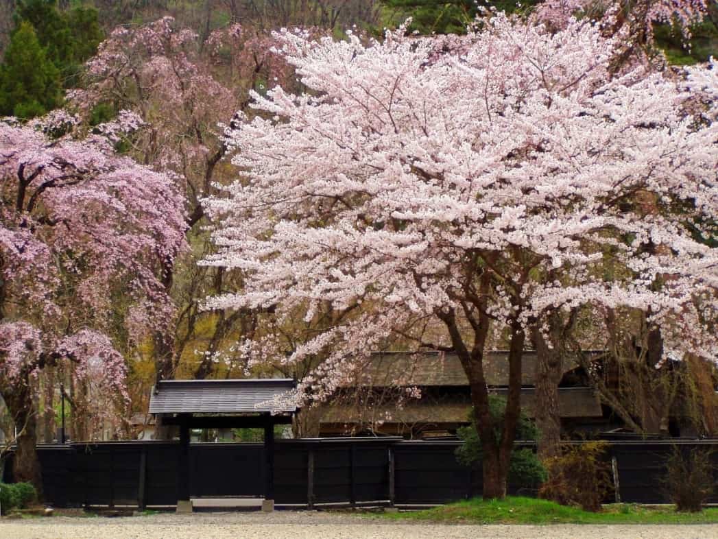 หมู่บ้านซามูไรคาคุโนดาเตะ (Kakunodate Samurai Residences)