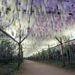 สวนดอกไม้อาชิคากะ (Ashikaga Flower Park)