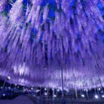 สวนดอกไม้อาชิคากะ (Ashikaga Flower Park)