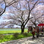 สวนคิตะคามิ เท็นโชจิ (Kitakami Tenshochi Park)