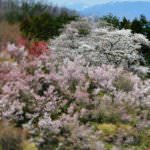 สวนฮานามิยามะ (Hanamiyama Park)