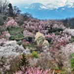 สวนฮานามิยามะ (Hanamiyama Park)