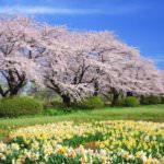 สวนคิตะคามิ เท็นโชจิ (Kitakami Tenshochi Park)