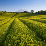 shutterstock_489879766