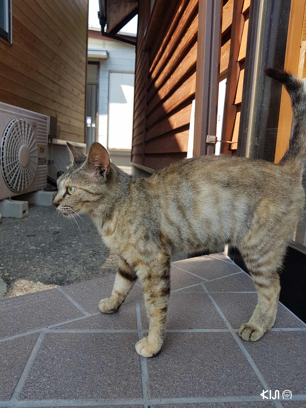 ที่ท่องเที่ยวมีแมวในญี่ปุ่น : เกาะลอยเอะโนะชิม่า จังหวัดคานางาวะ