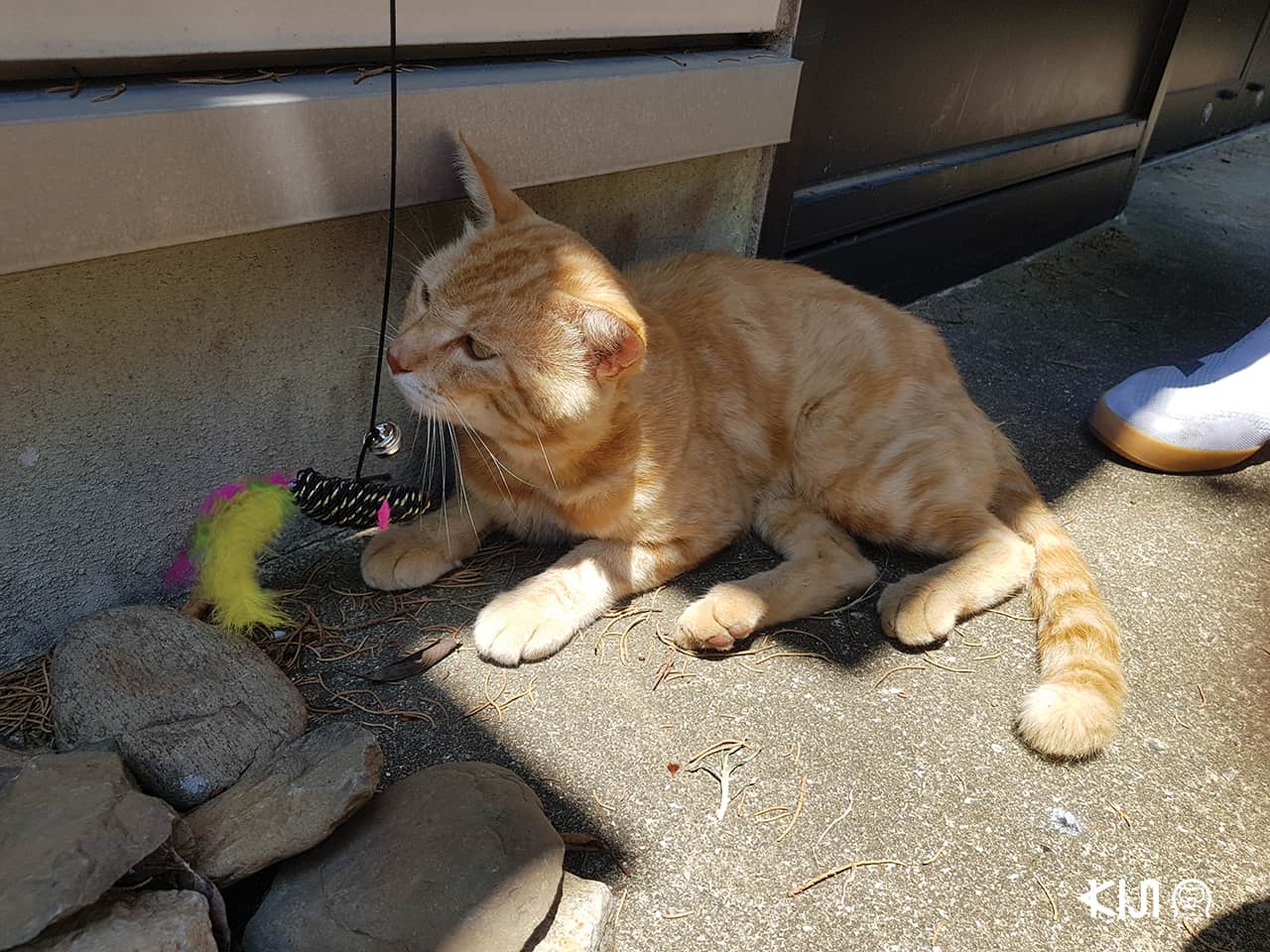 ที่ท่องเที่ยวมีแมวในญี่ปุ่น : ศาลเจ้านามิโนะอุเอะ จังหวัดโอกินาว่า