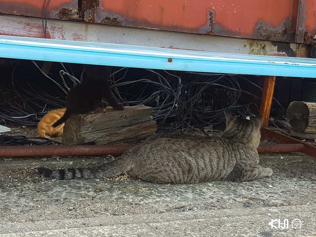 สถานีรถไฟแมวคิชิ จังหวัดวากายามะ (Wakayama)