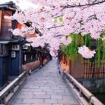 Gion_Sakura