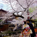 Gion_Sakura_2