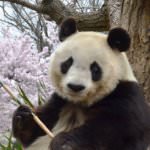 Panda_sakura