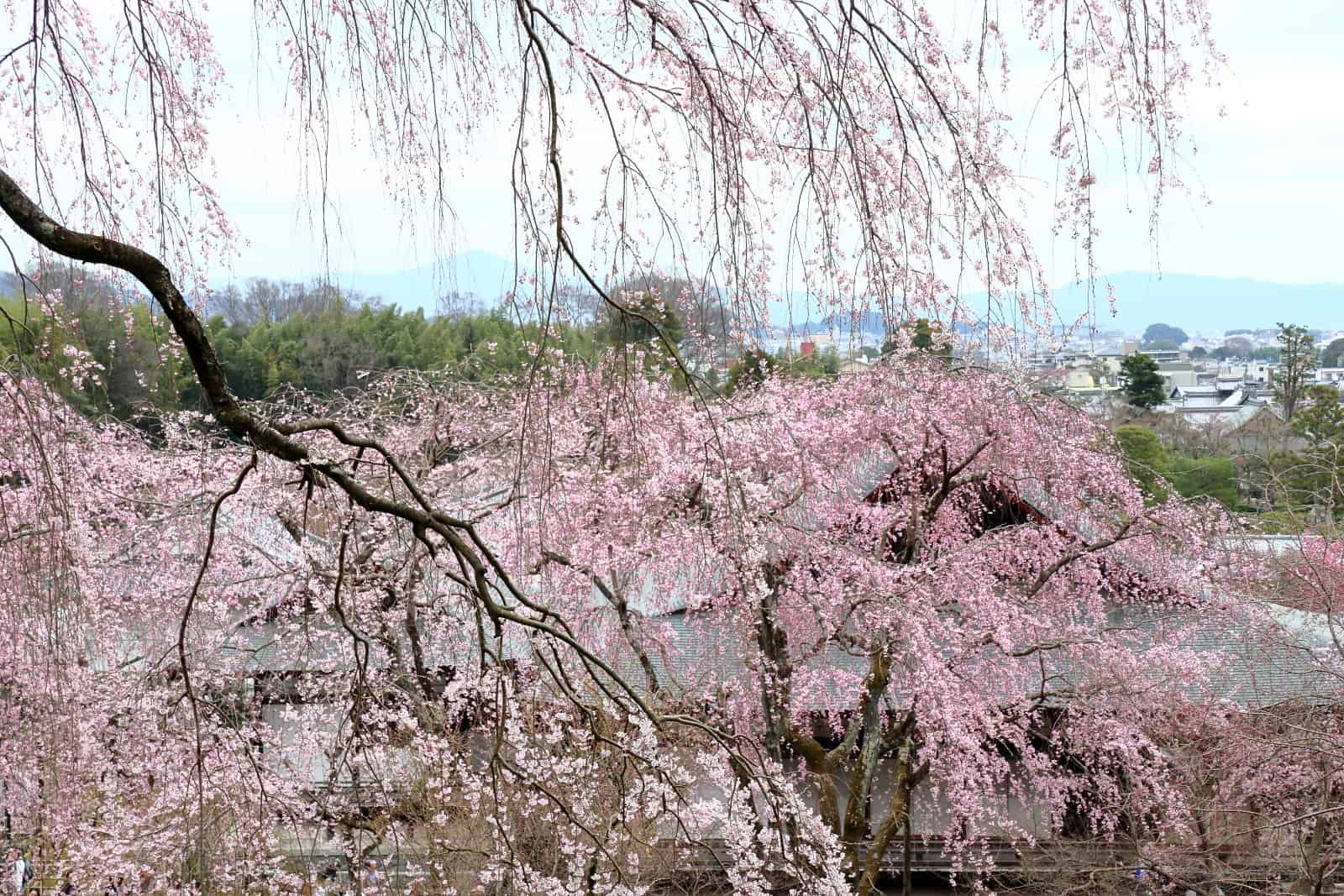 Tenryuji Temple
