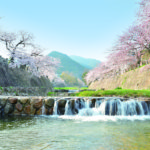 sakura_ashiyagawa_resize