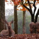 Nara_Deer