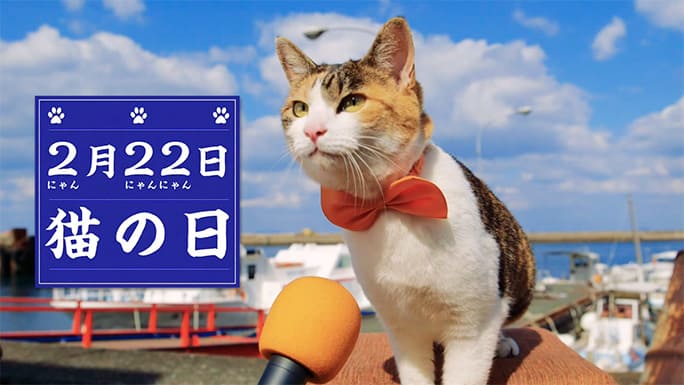 ๋Japan cat day วันแมวญี่ปุ่น 