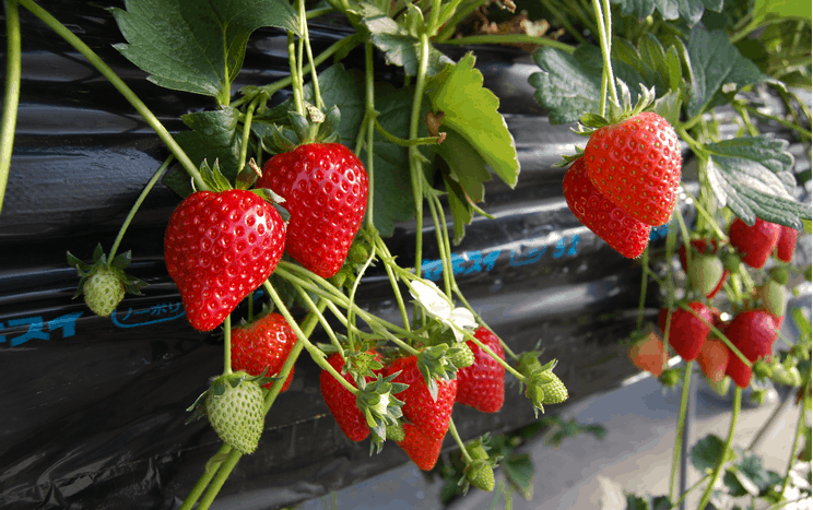 Tochigi, Strawberry, เก็บสตรอว์เบอร์รี