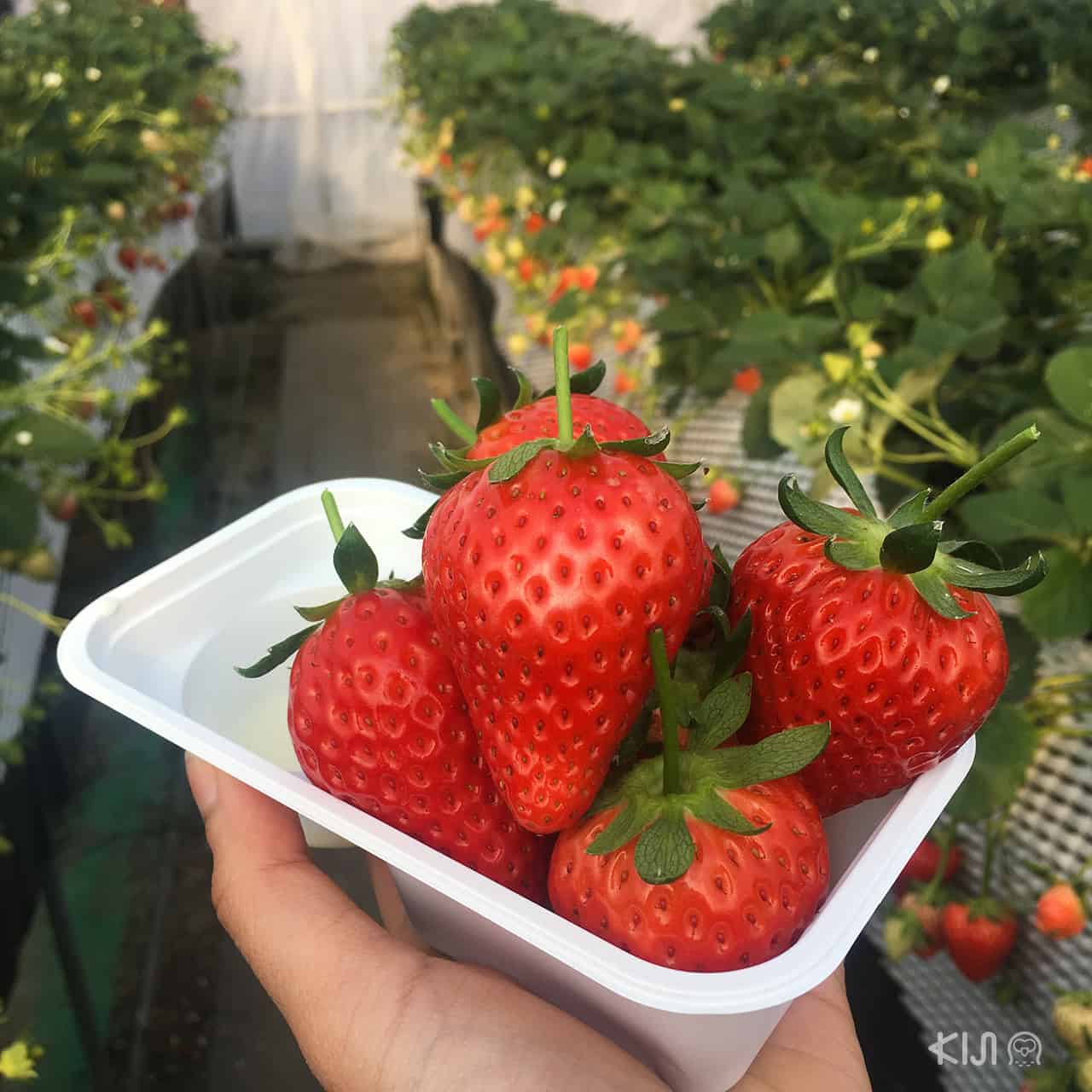 Tochigi, Strawberry, เก็บสตรอว์เบอร์รี