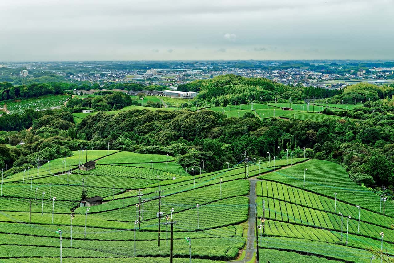 ไร่ชายาเมะ (Yame Central Tea Garden) ฟุกุโอกะ (Fukuoka)